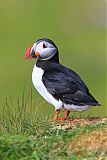 Atlantic Puffin